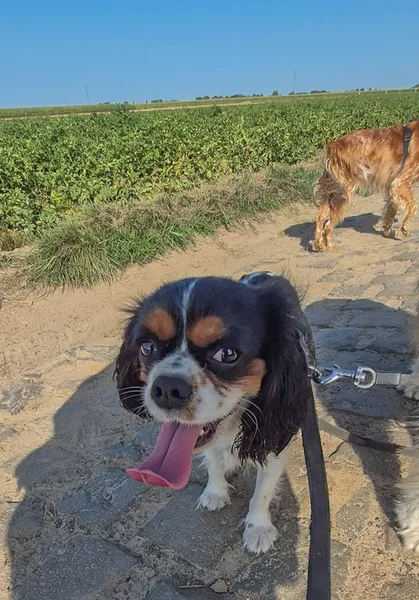 la main a la patte pet sitter Cysoing Gruson