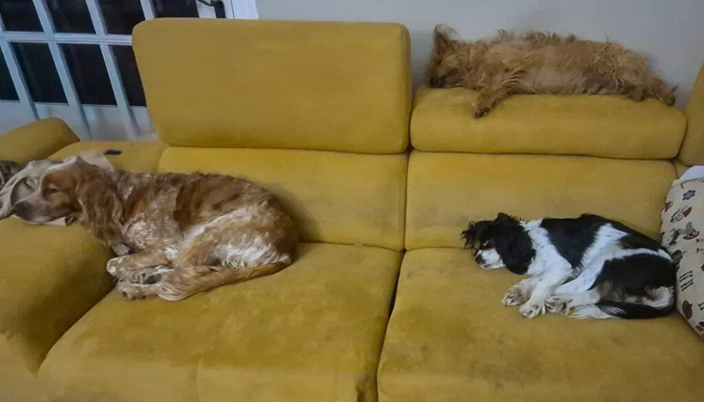 la main a la patte pet sitter photo decembre pension