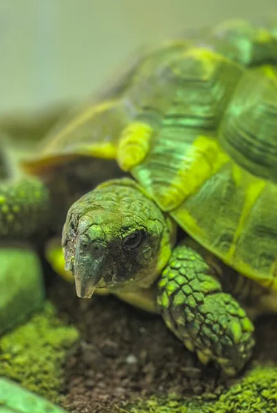 la main a la patte pet sitter tortue Anstaing