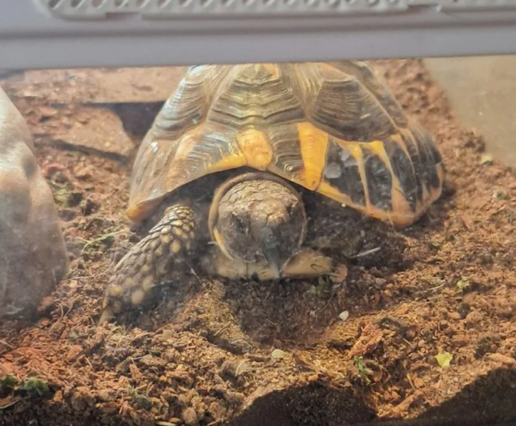 la main a la patte pet sitter photo decembre 36