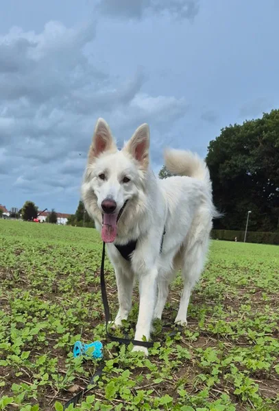 la main a la patte pet sitter photo decembre 37