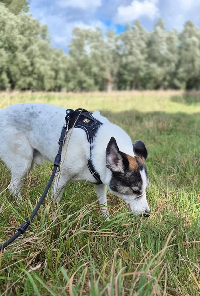 la main a la patte pet sitter photo decembre 38