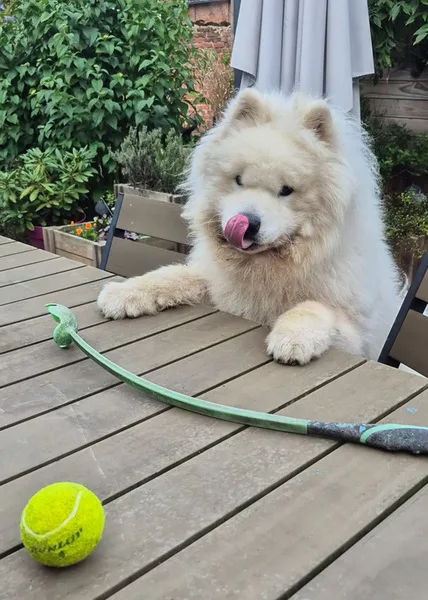 la main a la patte pet sitter photo decembre 39