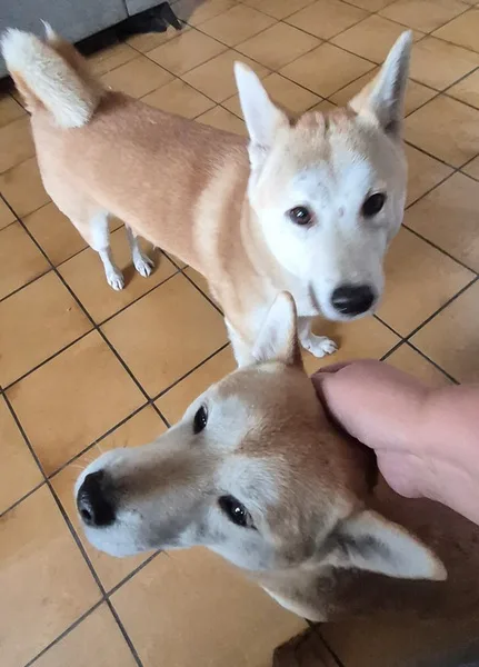 la main a la patte pet sitter photo decembre 4