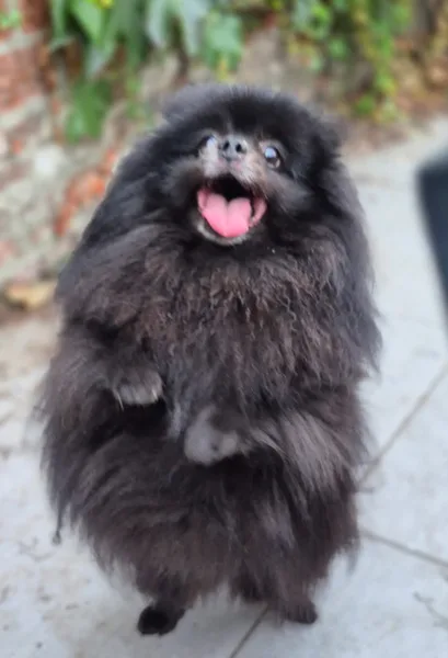 la main a la patte pet sitter photo decembre 40