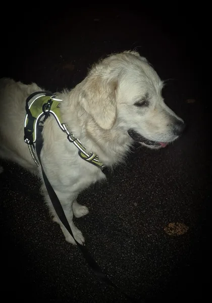 la main a la patte pet sitter photo decembre 41