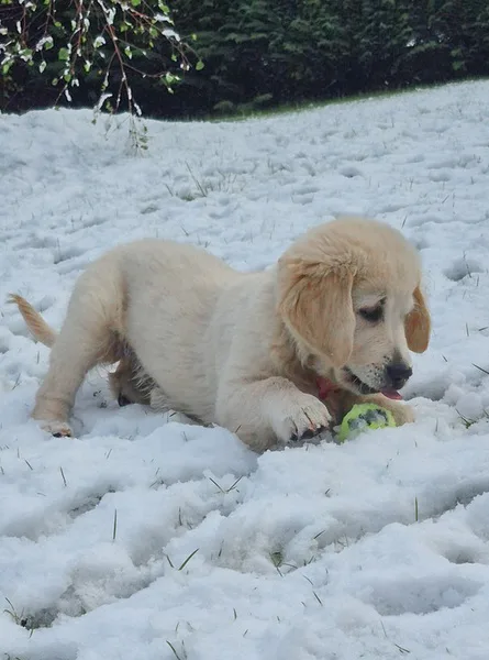 la main a la patte pet sitter photo decembre 42