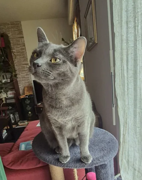 la main a la patte pet sitter photo decembre 43