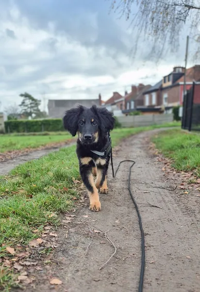 la main a la patte pet sitter photo decembre 44