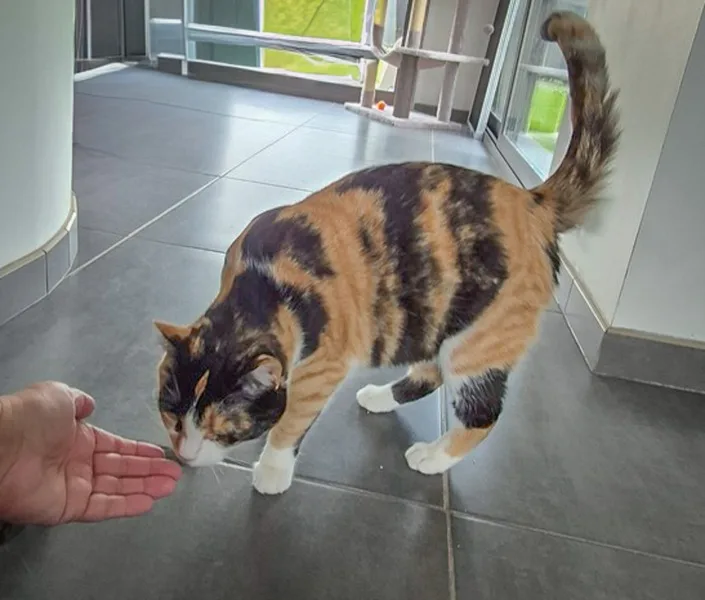 la main a la patte pet sitter photo decembre 5