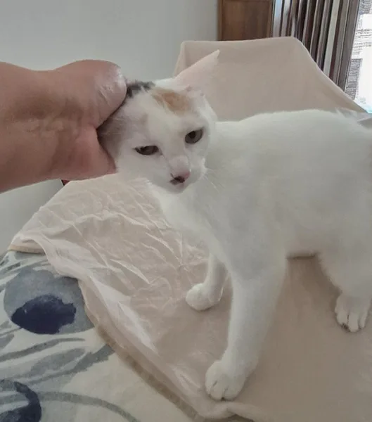 la main a la patte pet sitter photo decembre 6