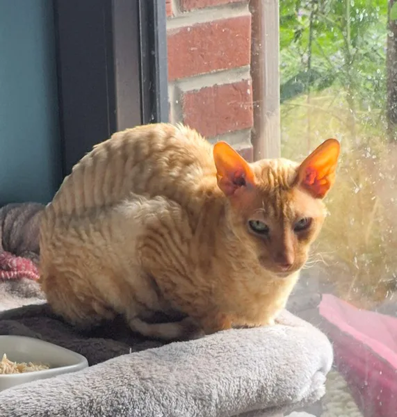 la main a la patte pet sitter photo decembre 7