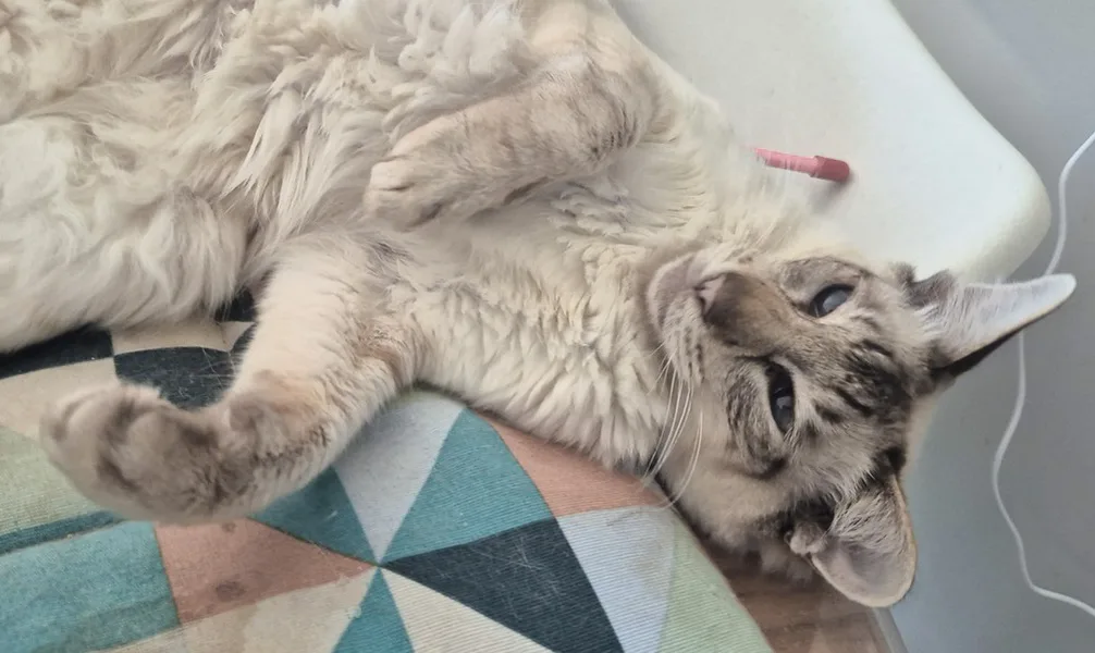 la main a la patte pet sitter photo decembre 8