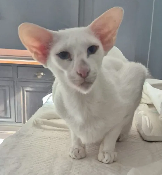 la main a la patte pet sitter photo Bachy