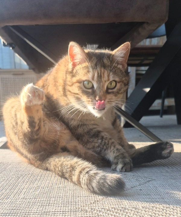 kit cat