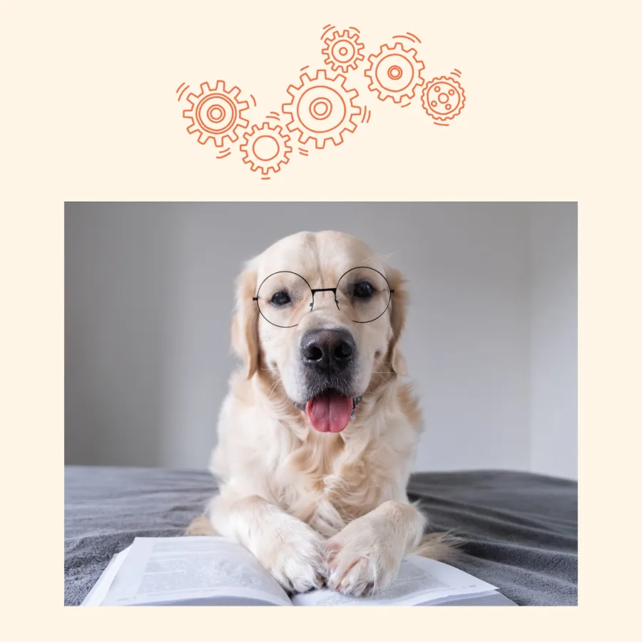 enquete bilan comportement chien