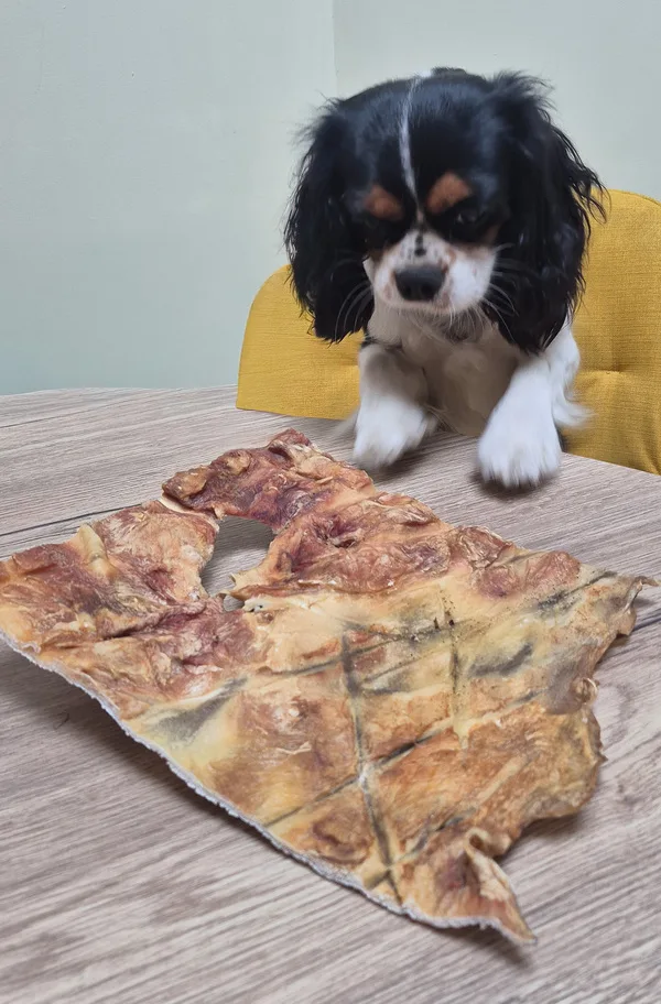 plaque de peau de tête de bœuf